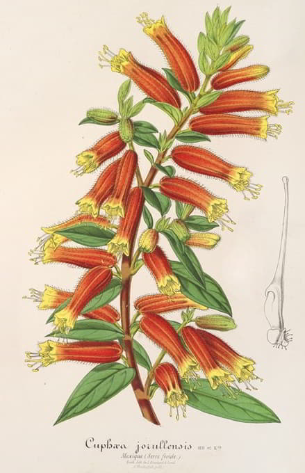 乔鲁伦西斯（Cyphæa（Cuphea）jorullensis）