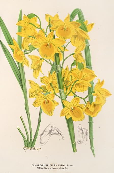 Charles Antoine Lemaire - Dendrobium dixanthum