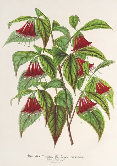 Charles Antoine Lemaire - Diervilla (Weigelia) multiflora