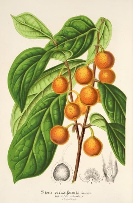 Charles Antoine Lemaire - Ficus cerasiformis