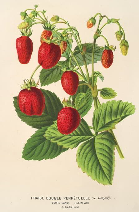 永久双层草莓