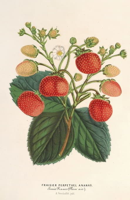 凤梨永久草莓