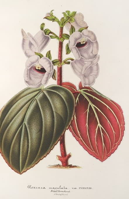 Charles Antoine Lemaire - Gloxinia maculata var. insignis