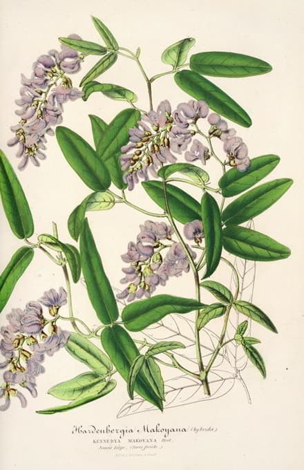 Charles Antoine Lemaire - Hardenbergia Makoyana (hybrida)