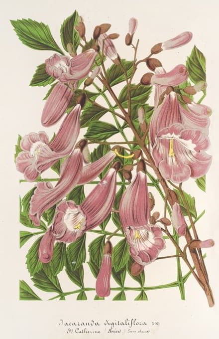 Charles Antoine Lemaire - Jacaranda digitaliflora