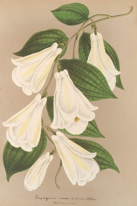 Charles Antoine Lemaire - Lapageria rosea R. et.P. var. albiflora