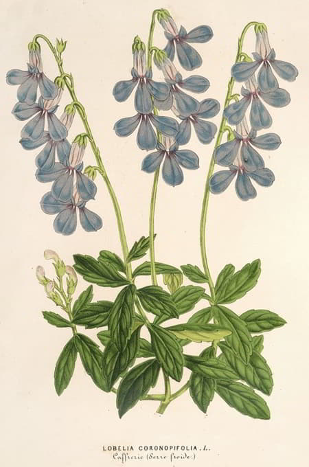 Charles Antoine Lemaire - Lobelia coronopifolia