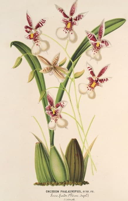 Charles Antoine Lemaire - Oncidium Phalænopsis