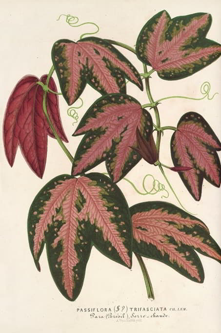 Charles Antoine Lemaire - Passiflora trifasciata
