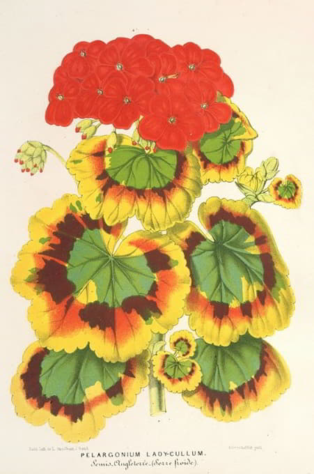 Charles Antoine Lemaire - Pelargonium zonale, var. Lady Collum