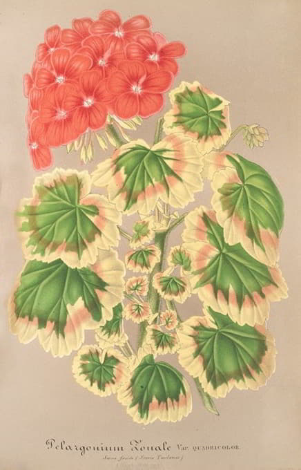 天竺葵，四色变种