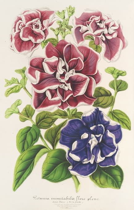 Charles Antoine Lemaire - Pétunia inimitabilis (hybride), flore pleno
