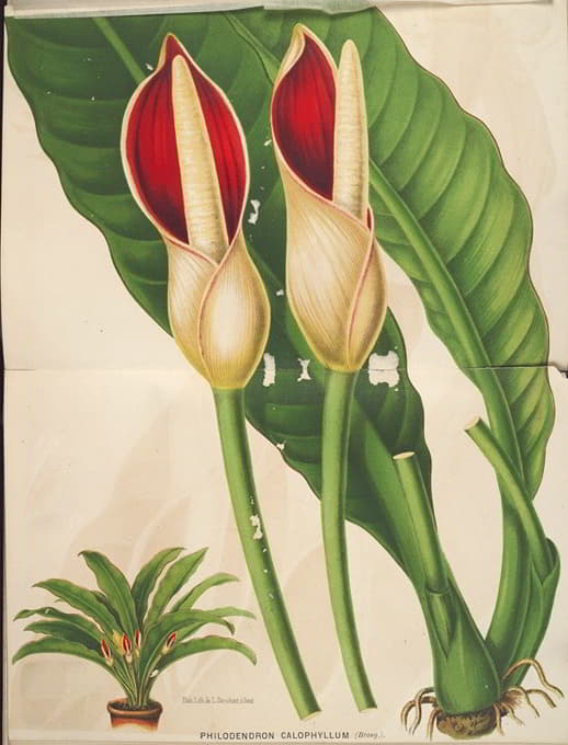 Charles Antoine Lemaire - Philodendron calophyllum