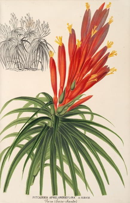 Charles Antoine Lemaire - Pitcairnia aphelandræflora