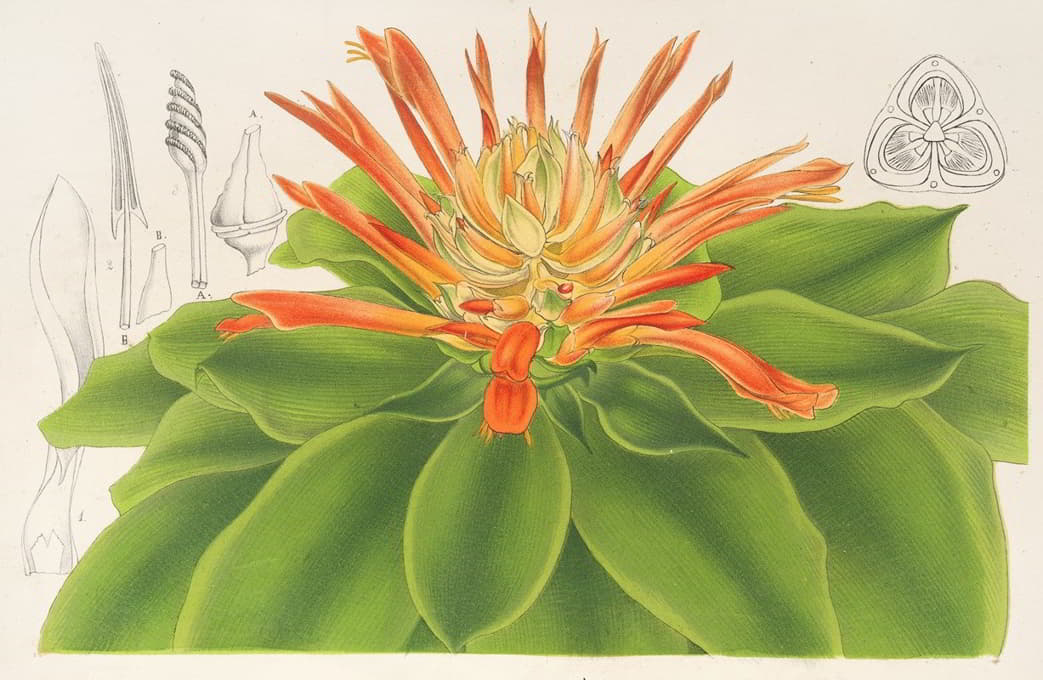 Charles Antoine Lemaire - Pitcairnia tabulæformis
