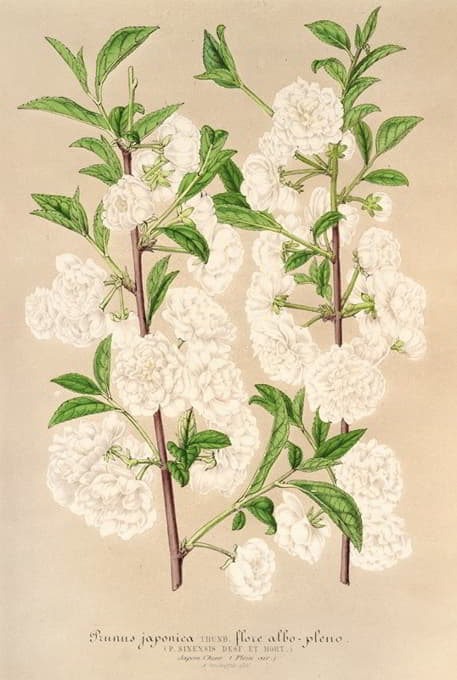 Charles Antoine Lemaire - Prunus (sinensis) japonica
