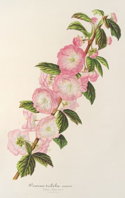 Charles Antoine Lemaire - Prunus triloba