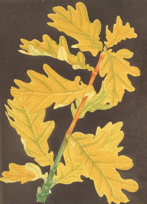 Charles Antoine Lemaire - Quercus Robur, var. Concordia
