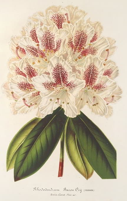 Charles Antoine Lemaire - Rhododendrum (hybr.) Baron Osy