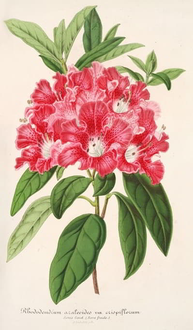 Charles Antoine Lemaire - Rhododendrum azaleoides, var. crispinorum