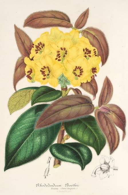 Charles Antoine Lemaire - Rhododendrum Boothii