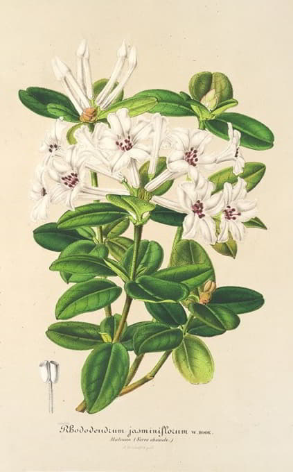 Charles Antoine Lemaire - Rhododendrum jasminiflorum