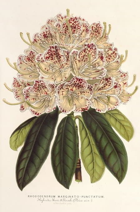 Charles Antoine Lemaire - Rhododendrum marginato-punctatum (hybr.)