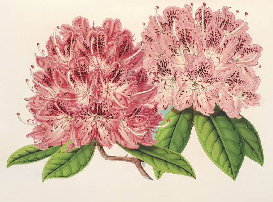 Charles Antoine Lemaire - Rhododendrum omni-guttatum (hybride)