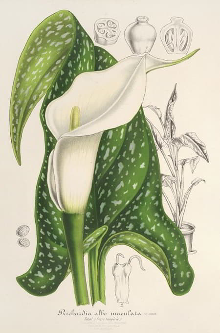 Charles Antoine Lemaire - Richardia albo-maculata