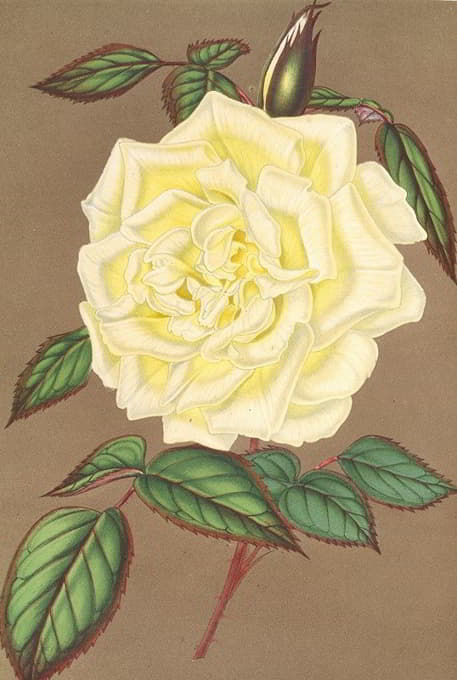 玫瑰（茶）伊莎贝尔·斯普朗特