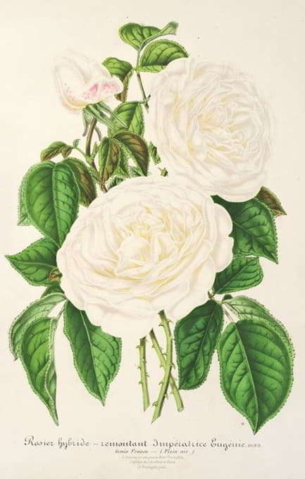 Charles Antoine Lemaire - Rose Imperatrice Eugenie