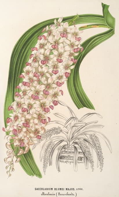 Charles Antoine Lemaire - Saccolabium Blumei, var. majus