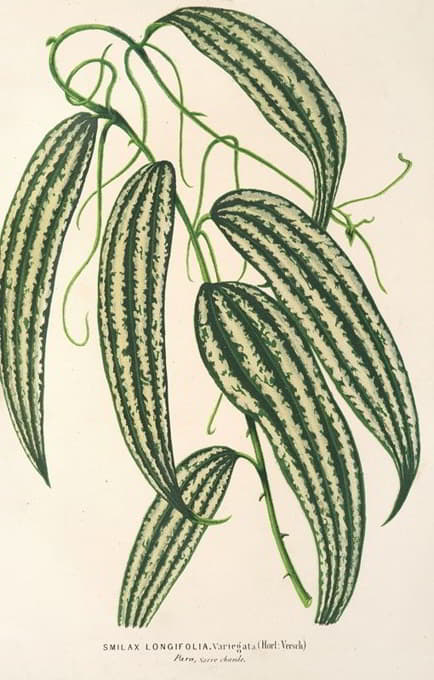 Charles Antoine Lemaire - Smilax longifolia, fol. variegata
