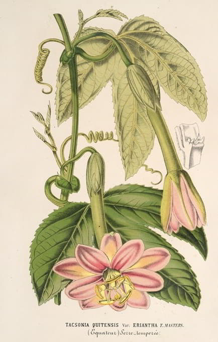 Charles Antoine Lemaire - Tacsonia quitensis var. eriantha