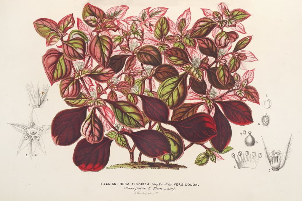 Charles Antoine Lemaire - Teleianthera ficoidea var. versicolor