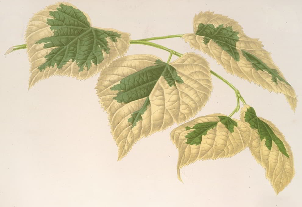 Charles Antoine Lemaire - Tilia parvifolia, var. fol. varieg