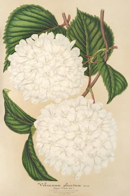 Charles Antoine Lemaire - Viburnum plicatum