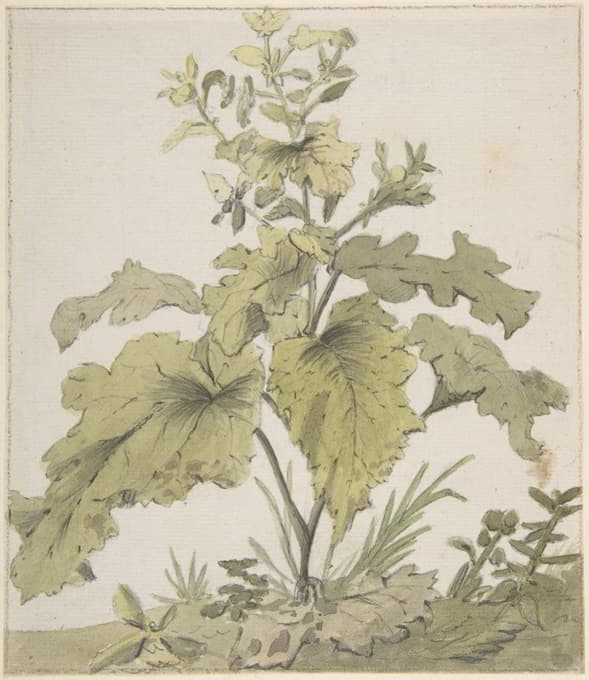 Christian Wilhelm Ernst Dietrich - Study of a Plant
