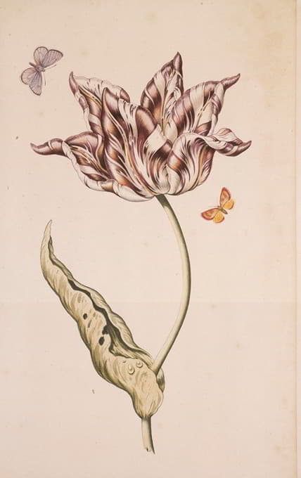 Dutch School - A Purple And White Tulip With Two Moths
