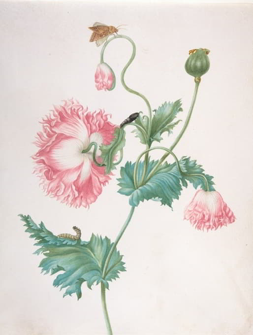 Johanna Helena Graff - A Poppy in Three Stages of Flowering, with a Caterpillar, Pupa and Butterfly