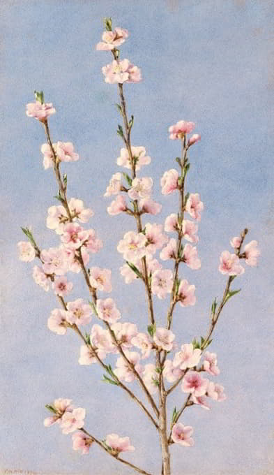 John William Hill - Peach Blossoms
