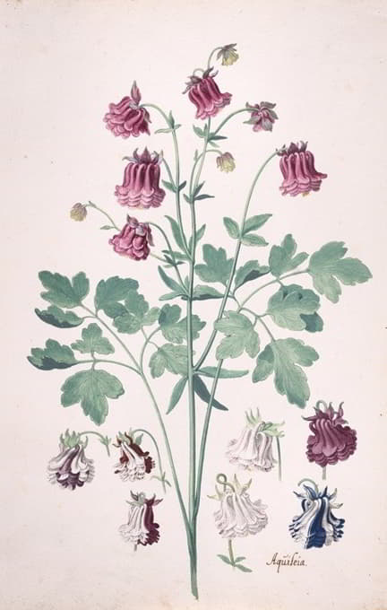 Pieter Holsteyn II - A Columbine or Granny’s Bonnet (Aquilegia), with Additional Studies of Flowers