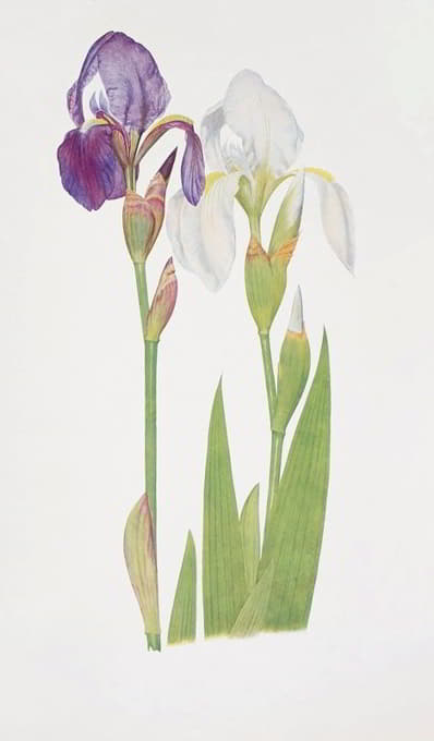 William Rickatson Dykes - Iris albicans and Iris Madonna