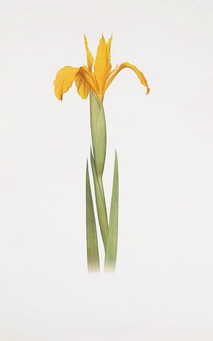 William Rickatson Dykes - Iris aurea