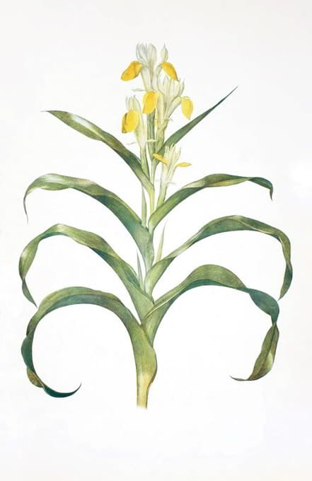 William Rickatson Dykes - Iris bucharica