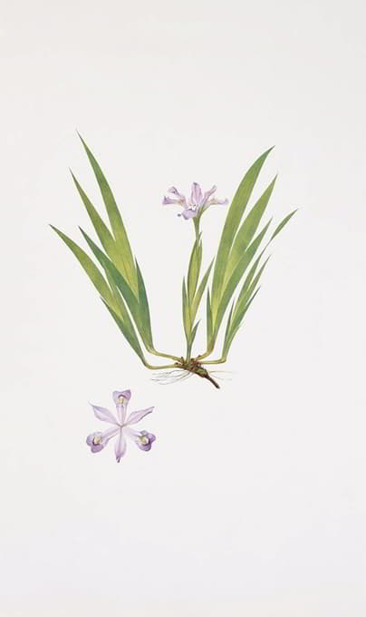 William Rickatson Dykes - Iris cristata