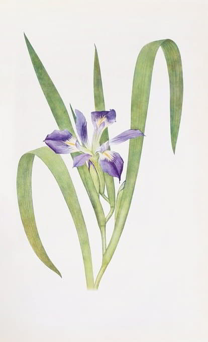 William Rickatson Dykes - Iris foliosa