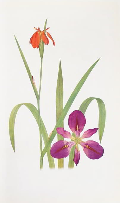 William Rickatson Dykes - Iris fulva and Iris fulvala