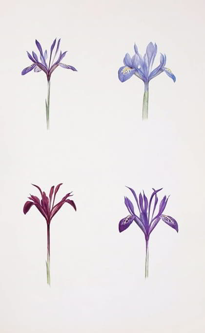 William Rickatson Dykes - Iris histrio and Iris histrioides