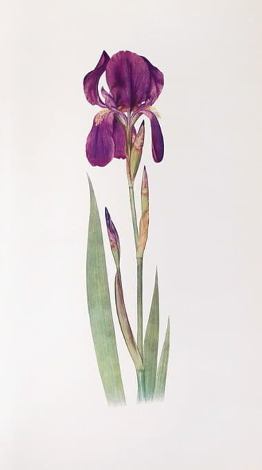 Iris Kochii。